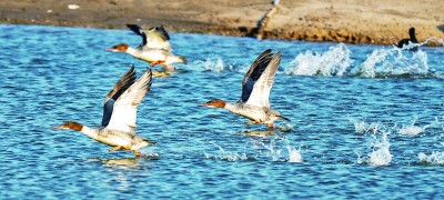 江苏南通启东长江口（北支）湿地：江海之畔，有一个生物乐园